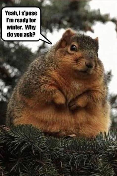 squirrel memes|funny images of squirrels.